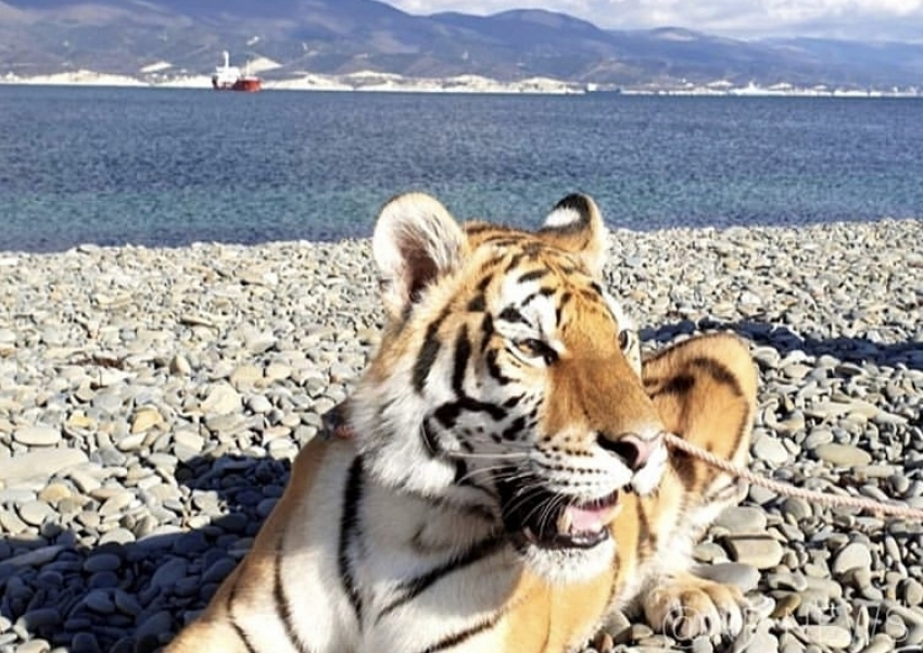 Тигра на верёвочке выгуливали на пляже соседнего с Анапой Новороссийска 