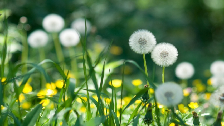 В понедельник, 24 июня, в Анапе до +27
