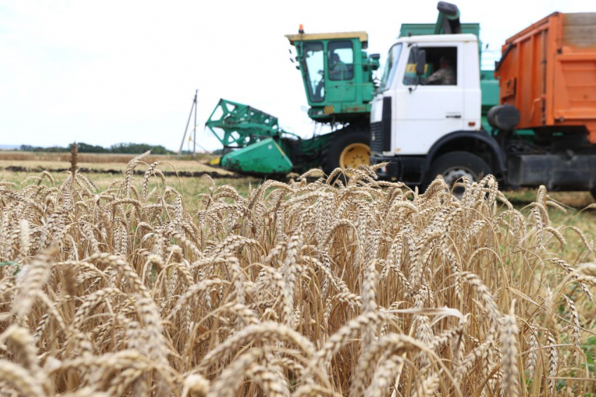 Уборка зерновых в Анапе завершена на 80% - в работе задействованы 6 предприятий и 32 хозяйства