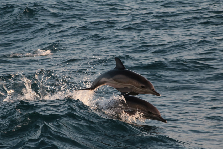  «Морские гонки»: пеленгас и дельфин устроили шоу на пляже Анапы