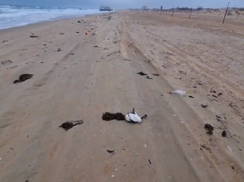 Берег моря в Анапе усыпан мертвыми птицами - видео