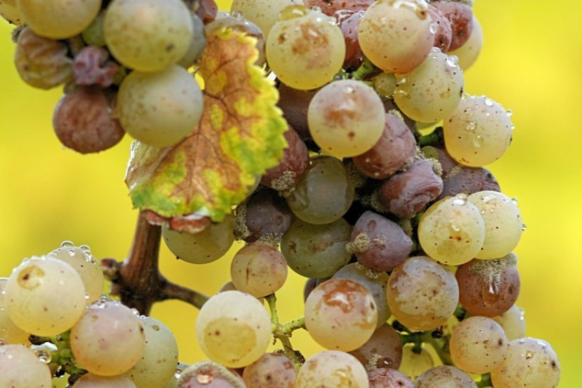 Попал ли в Анапу индийский виноград с мухой-горбаткой?