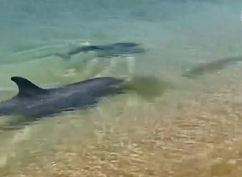 Под Анапой сняли видео, как мама дельфиненка учит его охотиться на рыбку