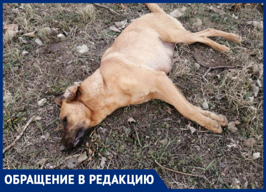 В Витязево массово травят собак, сообщают читатели «Блокнота"