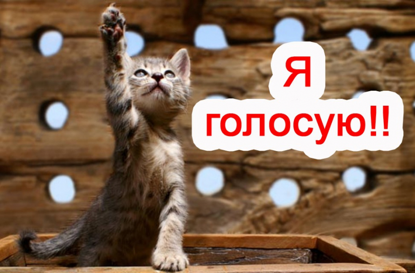 Завтра голосование за участников конкурса «Самый красивый кот Анапы"