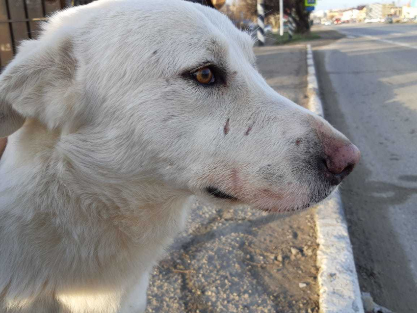 В Анапе выброшенная на дорогу собака четвертый день останавливает машины в поисках хозяина