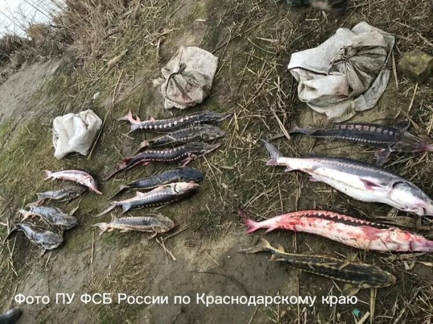 Жителя Темрюкского района наказали за вылов особо ценной рыбы