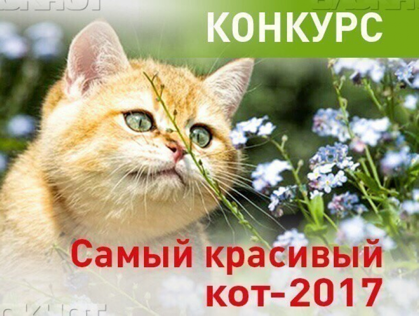 Определены победители конкурса «Самый красивый кот Анапы -2017"