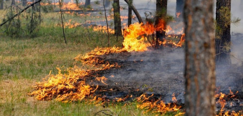 Засушливый август: в Анапе объявлен высокий уровень пожароопасности