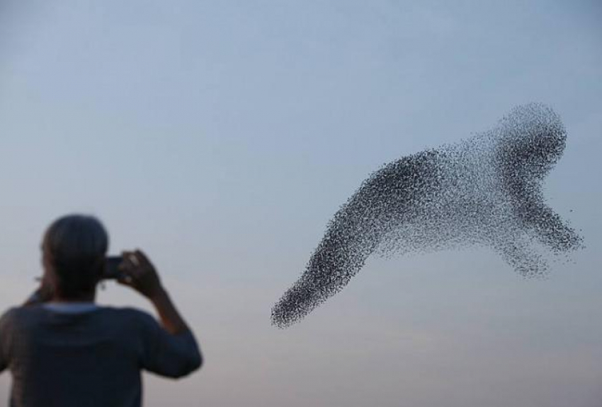 Уникальное зрелище: тысячи птиц под Анапой исполнили фантастический небесный танец