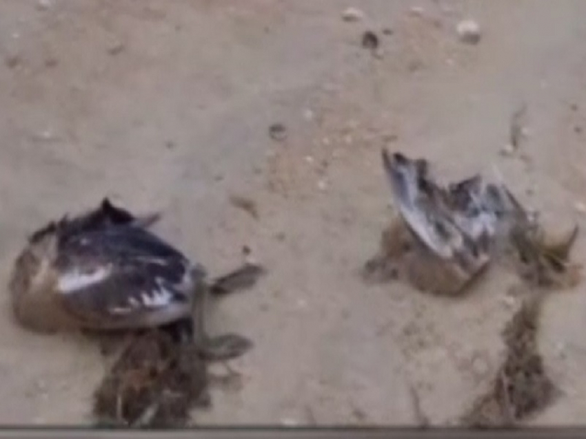 Причиной массовой гибели птиц на берегу Черного моря назвали голод