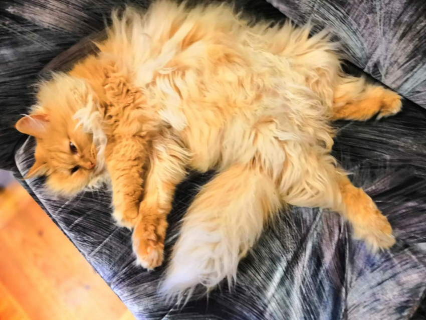 Новые участники конкурса «Самый красивый кот Анапы» ждут голосования 