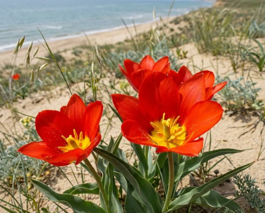 В окрестностях Анапы нашли уникальный тюльпан, занесенный в Красную книгу