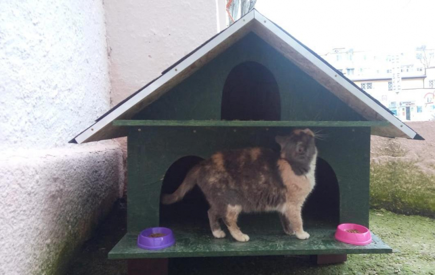 В 12 микрорайоне Анапы появилась первая новостройка для кошек на 3 квартиры