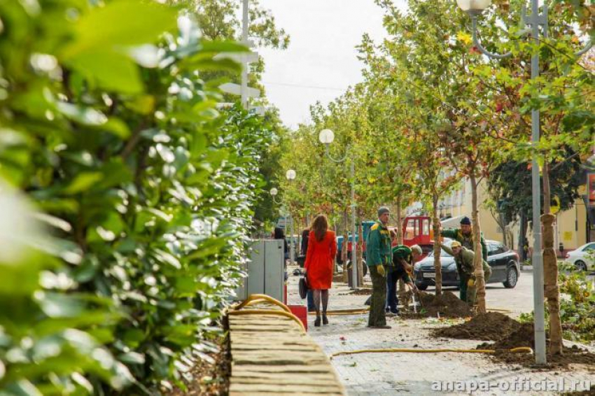 В Анапе новая аллея: на месте спиленных 45-летних деревьев посадили молодые клены