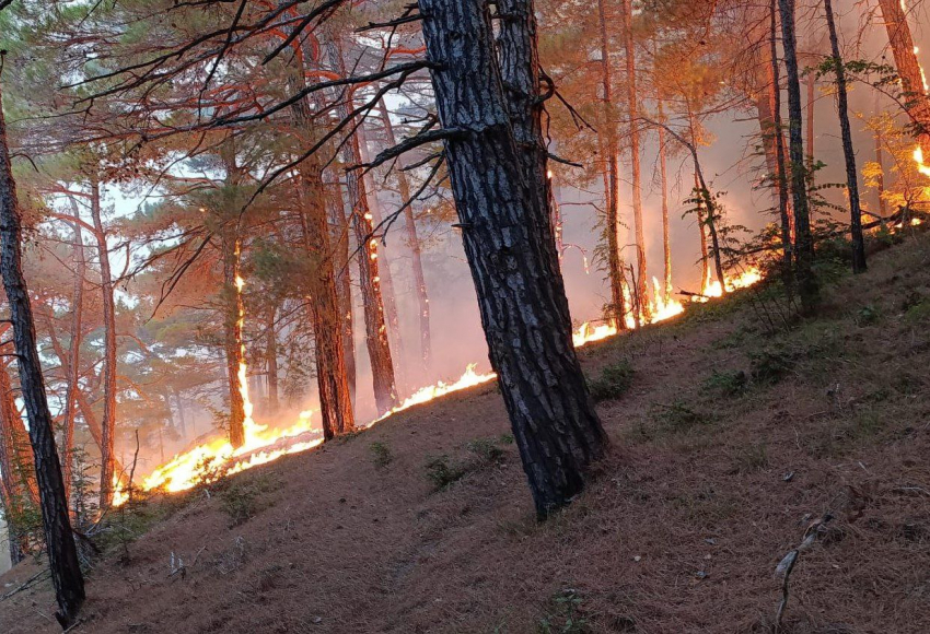 В Геленджике эвакуировали базу отдыха из-за лесного пожара