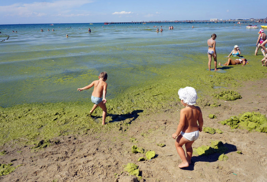 Отдыхающим в Анапе больше не придется плавать среди водорослей
