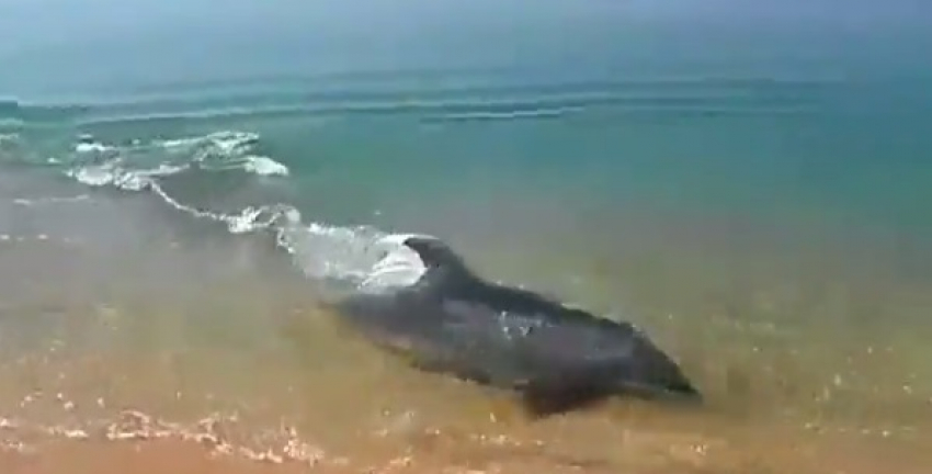 Храбрый дельфин решил перекусить у побережья Анапы