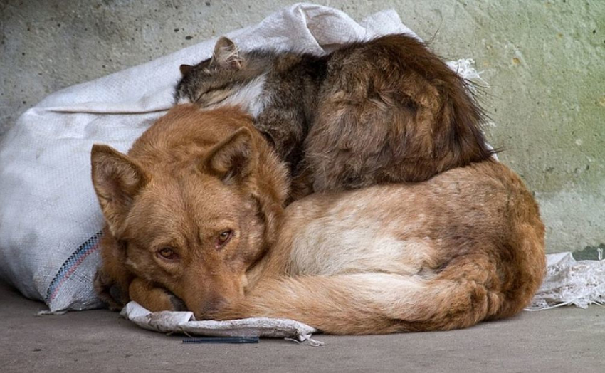 «Надо спасти Анапу от эпидемии!»: жительница курорта о бездомных животных