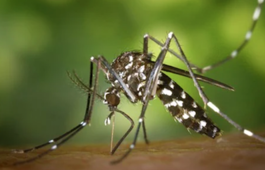 Опасные тигровые комары впервые обнаружены рядом с Анапой