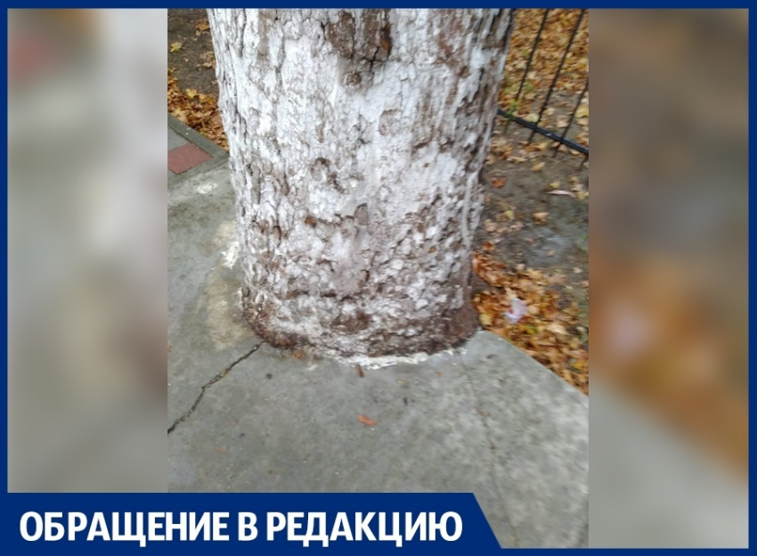 Деревья на улице Астраханской в Анапе «закатали в бетон"