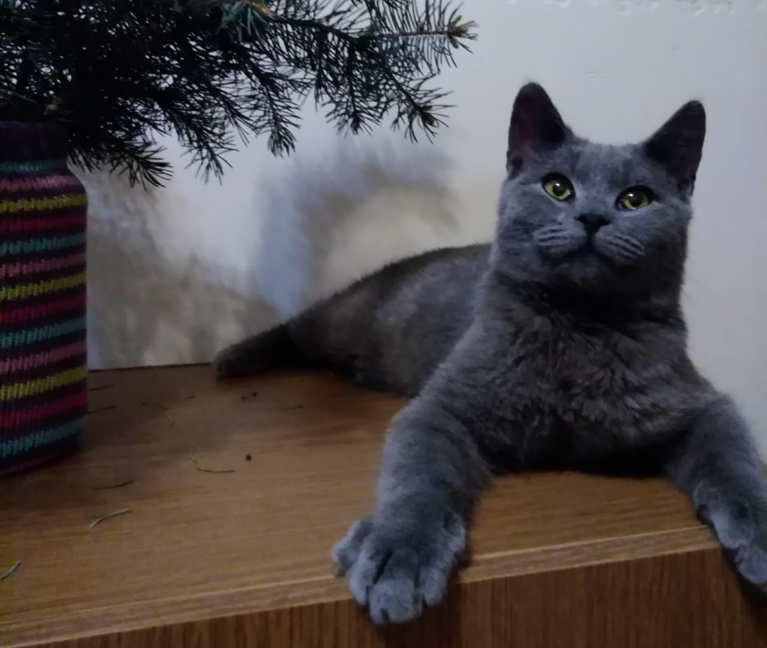 Север - новый участник конкурса «Самый красивый кот Анапы"