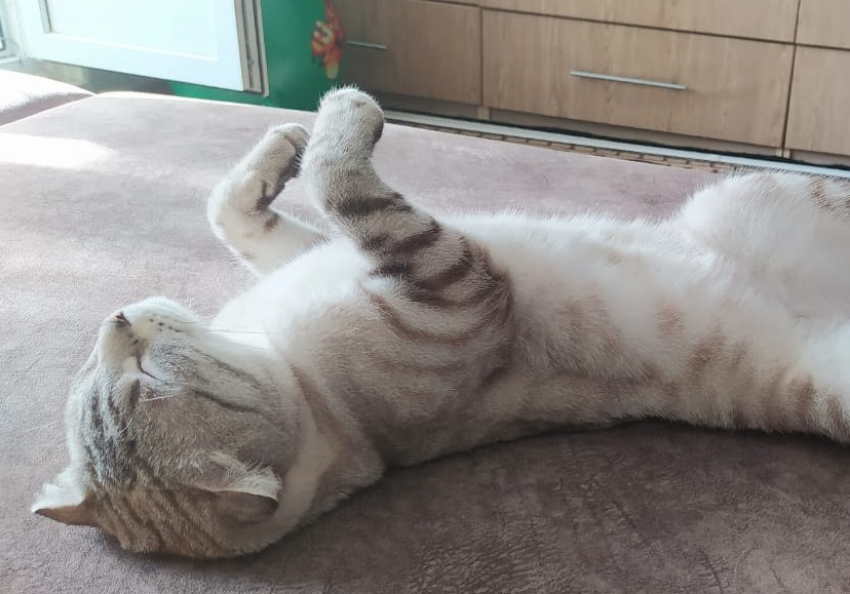 Венера - новый участник конкурса «Самый красивый кот Анапы"