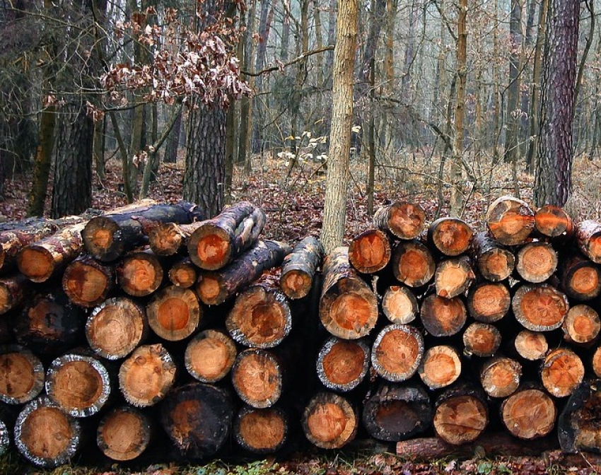 Чёрные лесорубы в станице Гостагаевской под Анапой вырубили 126 деревьев