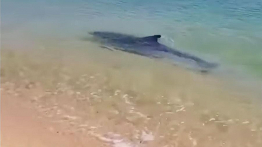 В Анапе сняли на видео резвящихся у самого берега дельфинов