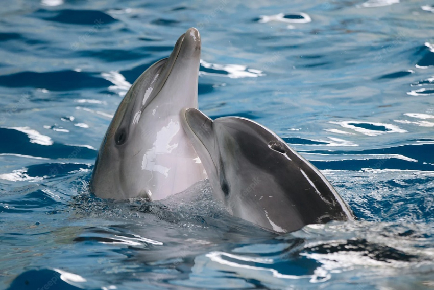  За последние полтора месяца у берегов Анапы и других курортов погибли более 200 дельфинов
