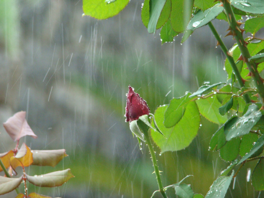 В воскресенье в Анапе ожидается дождь