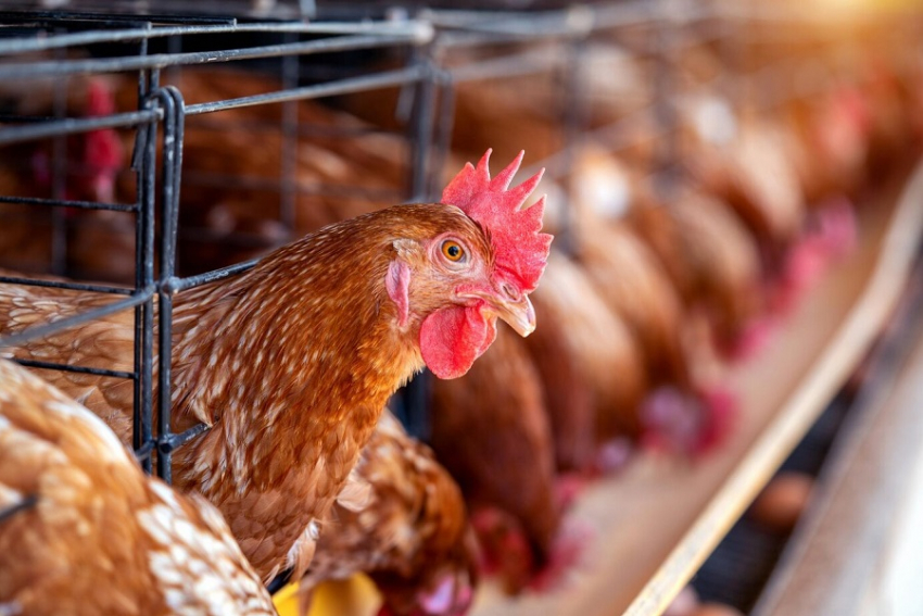 Почему в магазинах Анапы подорожало мясо птицы – аналитики