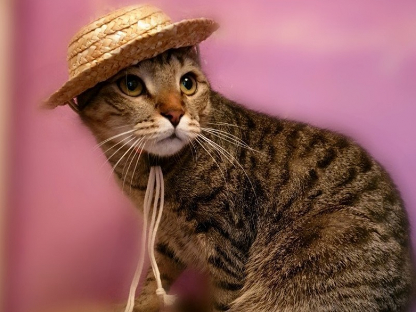 Новые участники конкурса «Самый красивый кот Анапы» очень хотят получить призы