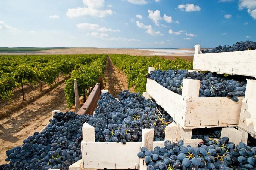 Винодельни Анапы и других районов Кубани выпустили 23 млн декалитров вина