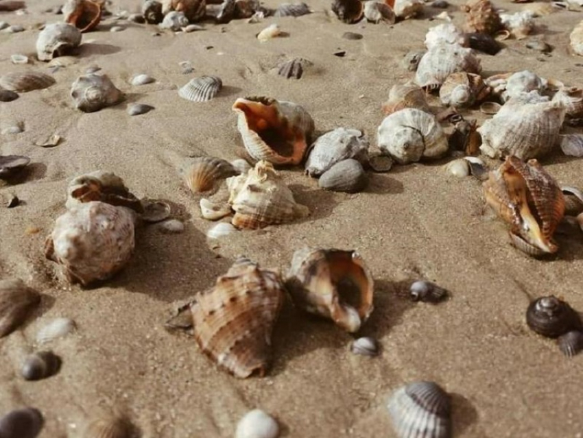 На пляжи Анапы выбросило тысячи рапанов