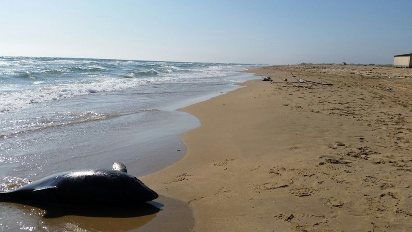 В Анапе при невыясненных обстоятельствах массово погибли дельфинята
