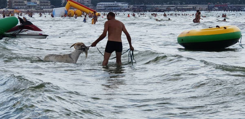 В Анапе мужчина устроил козлу водные процедуры в море рядом с людьми 