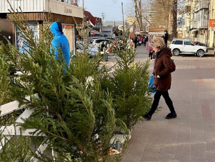 Где и почем в Анапе можно купить елочки и сосны