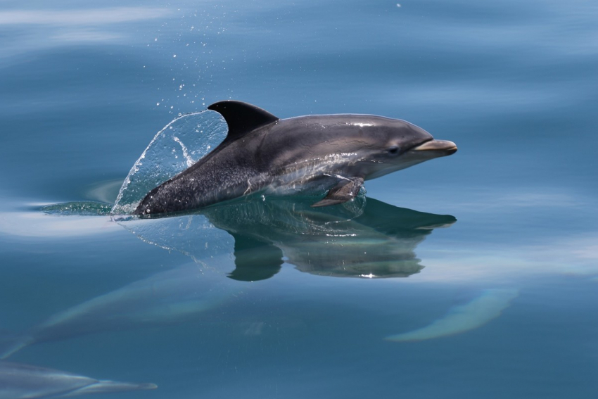 Дельфин, плавающий в море недалеко от Анапы, попал на видео
