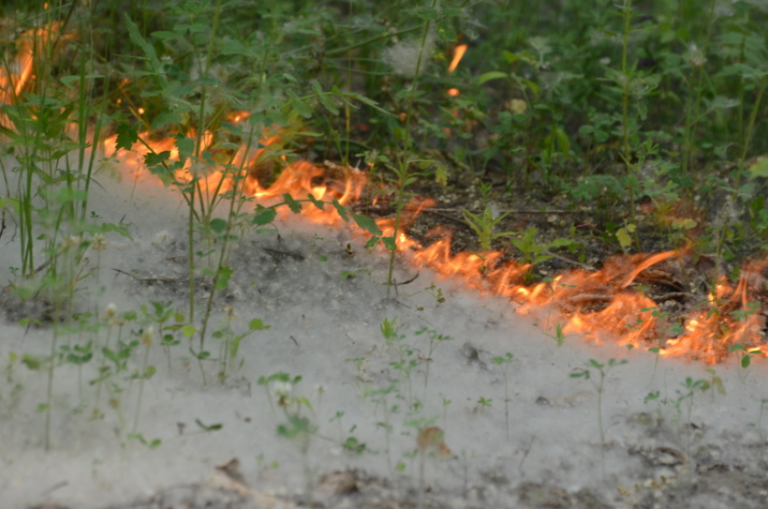 Анапские огнеборцы предупреждают: тополиный пух может привести к пожару 