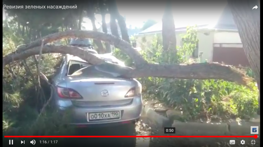 Без всякого урагана в Анапе дерево упало на автомобиль  и раздавило крышу