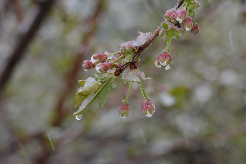 Анапчан экстренно предупреждают о заморозках 