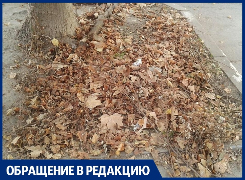 Анапчанка жалуется, что опавшую листву не убирают уже больше месяца: так ли это?