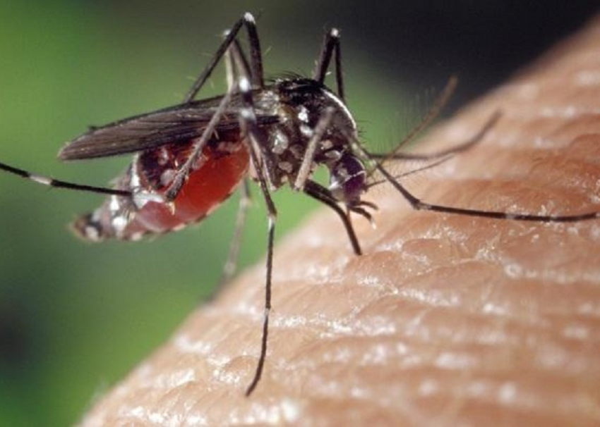 В Анапе могут появиться комары-переносчики лихорадки Западного Нила