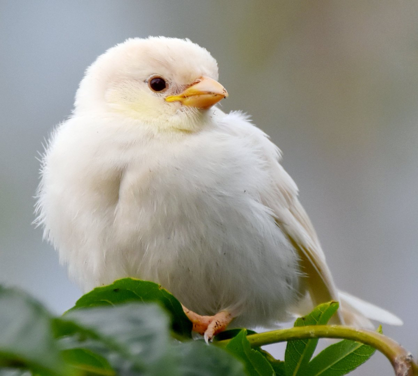 Чудо в перьях: в Анапе замечен воробей-альбинос 