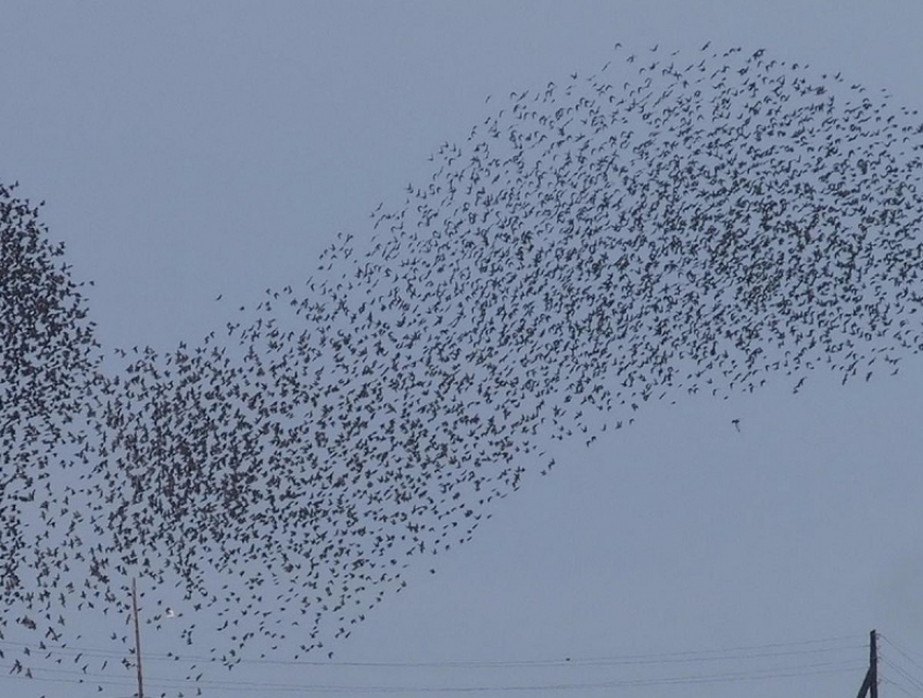 Скворцы в небе над Анапой устроили настоящее шоу