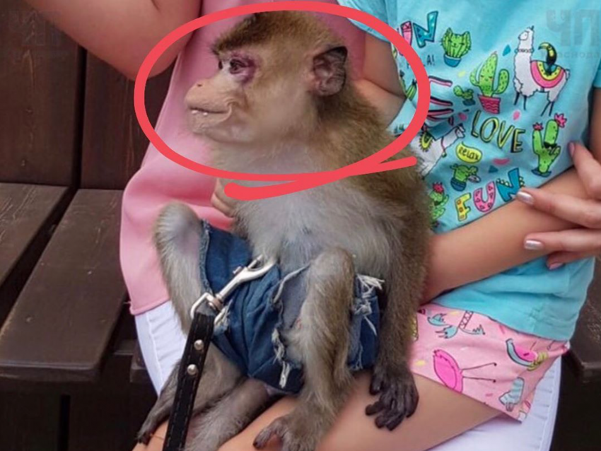 В Анапе фотографы избивают обезьян