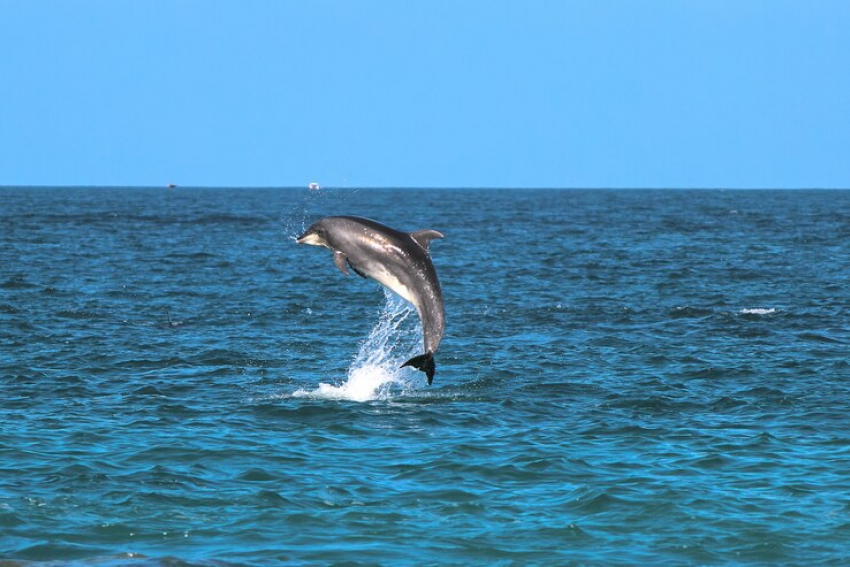 Скорая помощь: в Анапе скоро появится реанимобиль для дельфинов 
