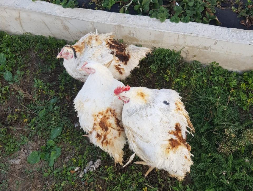 В Джигинке под Анапой во время пожара сгорело 20 кур