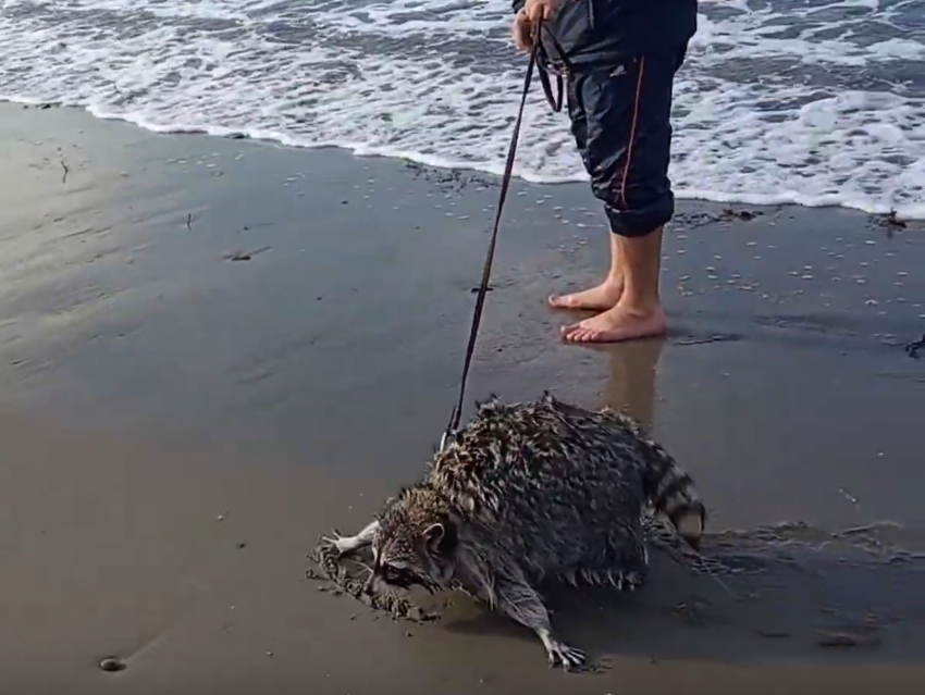 Анапчане спорят: купание енота на поводке в море это удовольствие или издевательство?